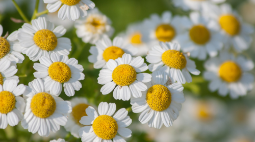 The flowers of the feverfew plant.
