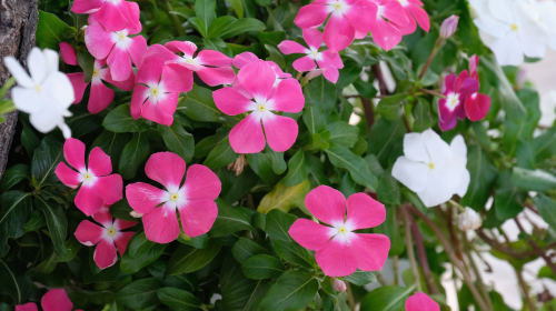 Madagascar Periwinkle