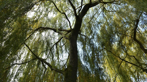 The willow tree